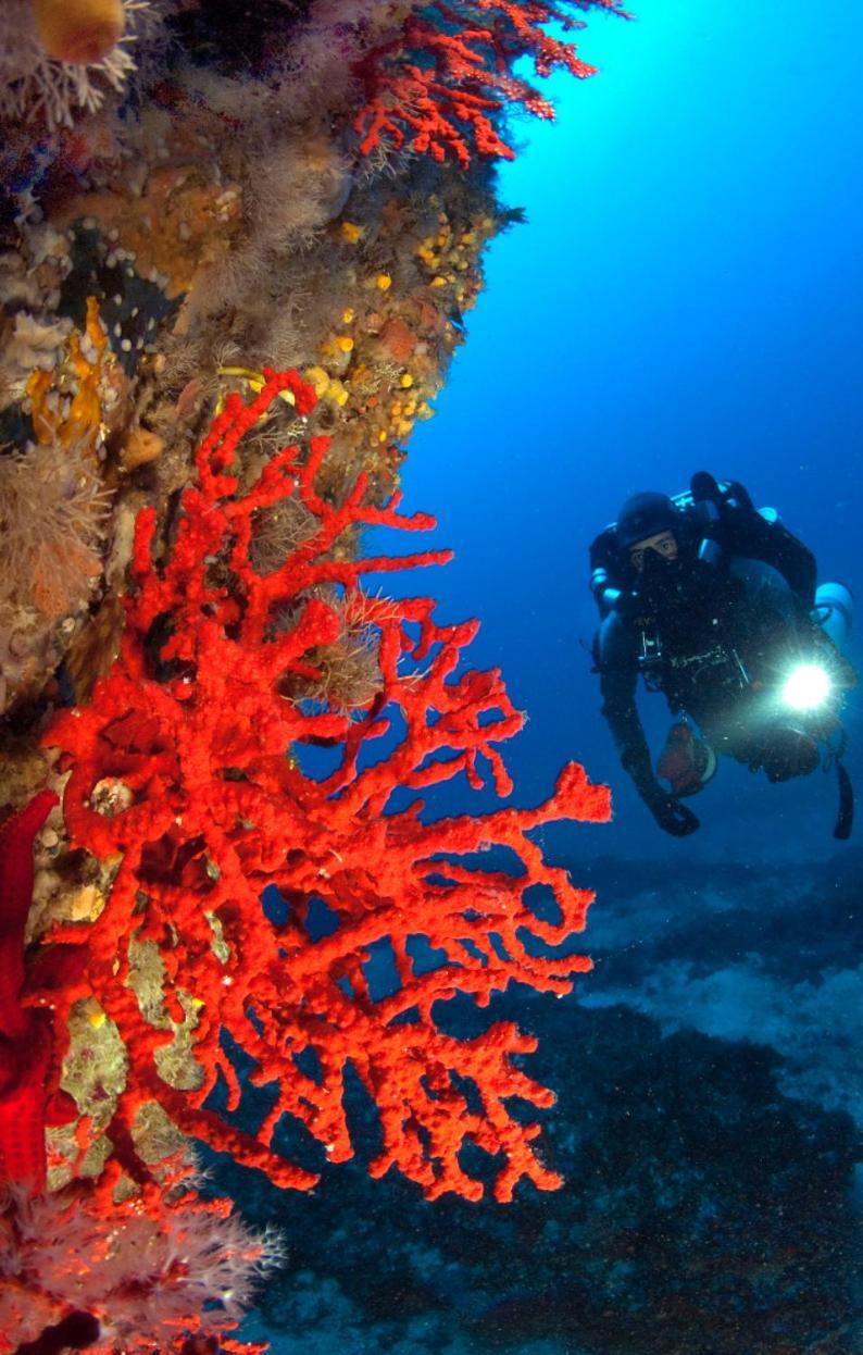 Villa Le Corail Rouge Corse Lecci Exterior foto